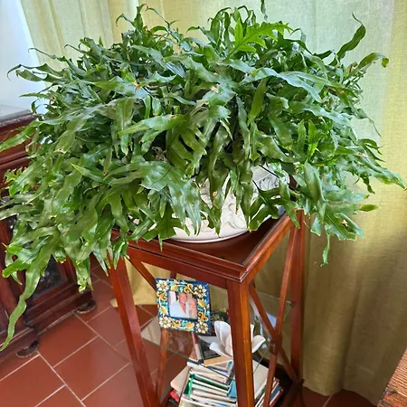 Pensjonat La Bellavita