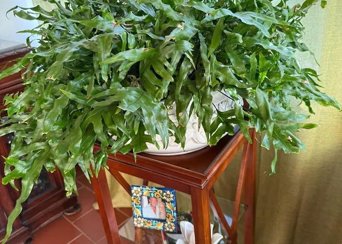 Guest house La Bellavita
